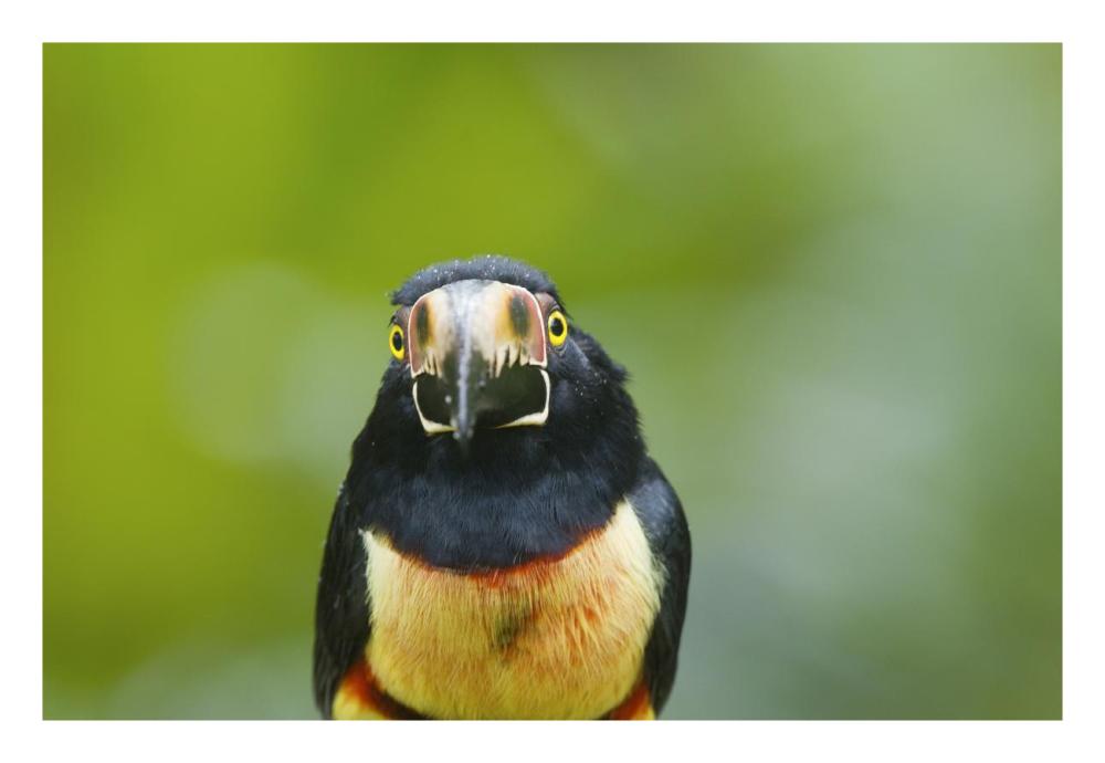 Collared Aracari, Costa Rica-Paper Art-26"x18"