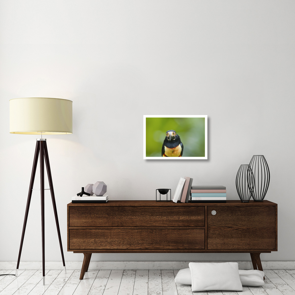 Collared Aracari, Costa Rica-Paper Art-26&quotx18"