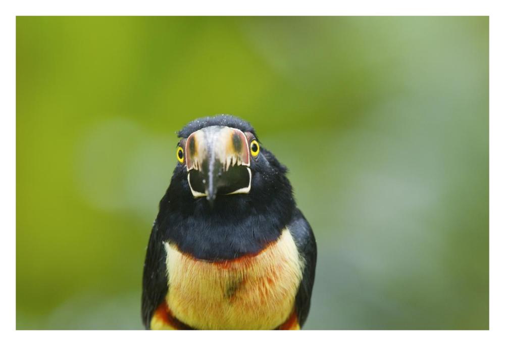Collared Aracari, Costa Rica-Paper Art-32"x22"