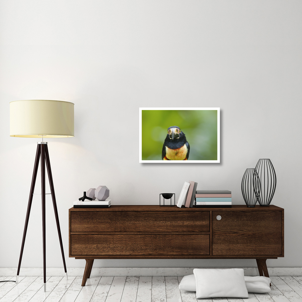 Collared Aracari, Costa Rica-Paper Art-32&quotx22"