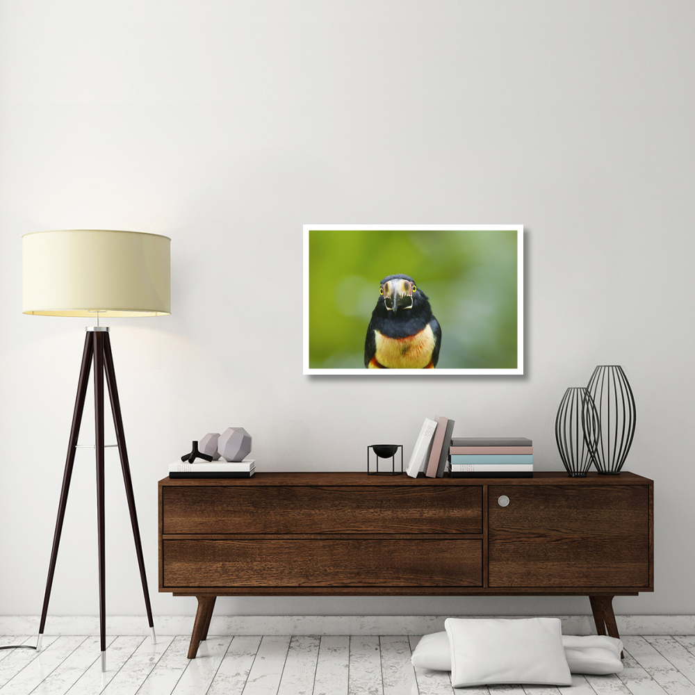 Collared Aracari, Costa Rica-Paper Art-38&quotx26"