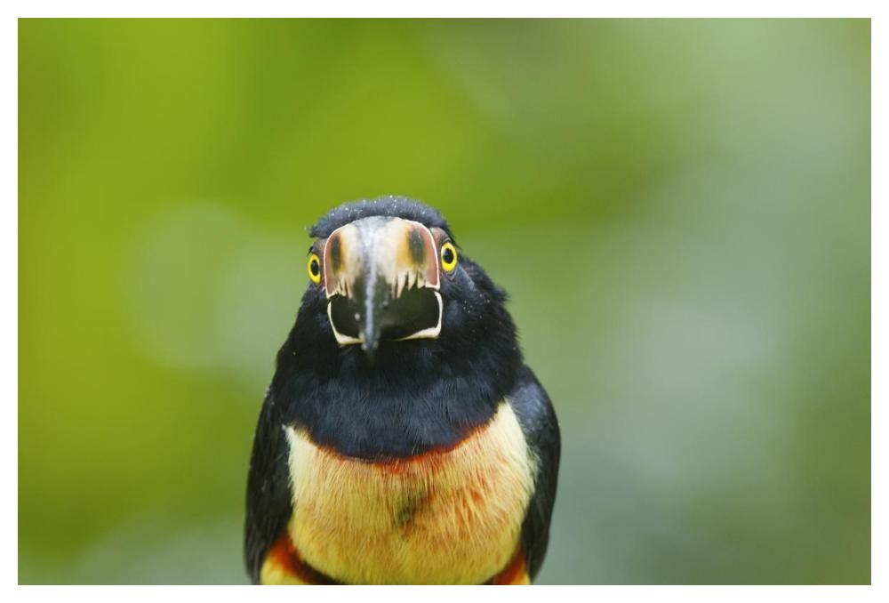 Collared Aracari, Costa Rica-Paper Art-50"x34"