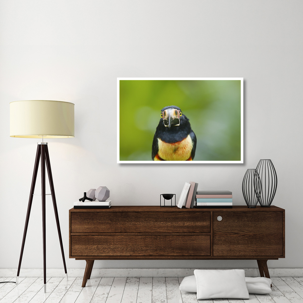 Collared Aracari, Costa Rica-Paper Art-50&quotx34"