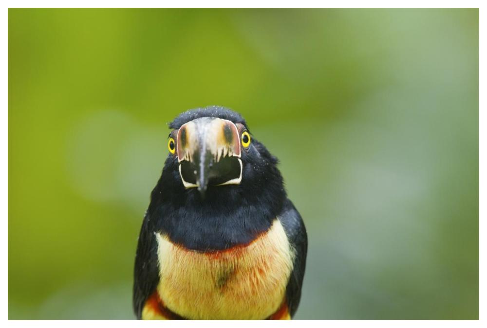 Collared Aracari, Costa Rica-Paper Art-62"x42"