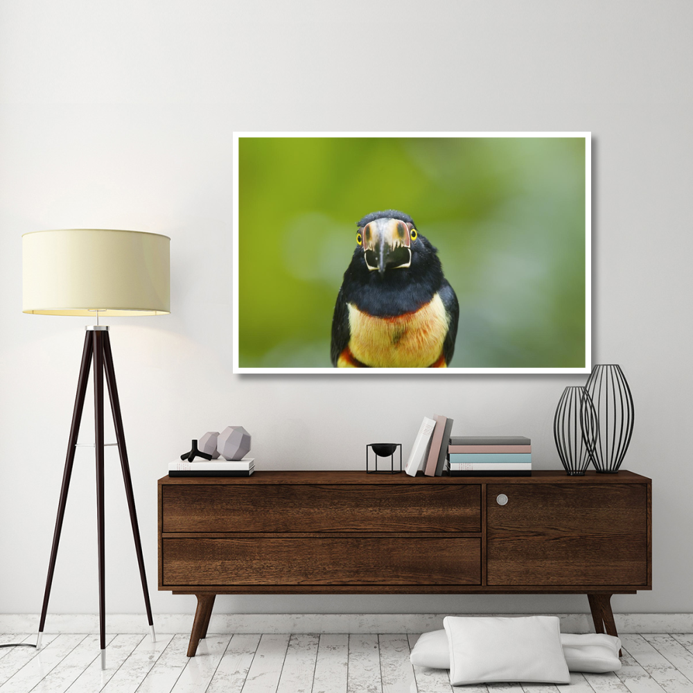 Collared Aracari, Costa Rica-Paper Art-62&quotx42"