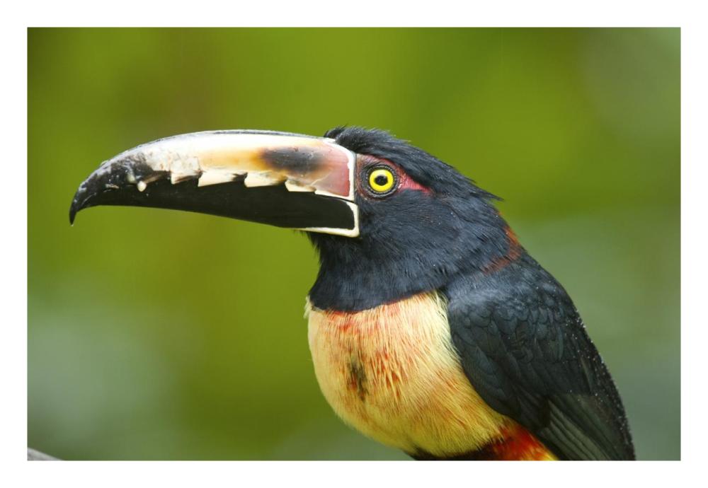 Collared Aracari, Costa Rica-Paper Art-26"x18"