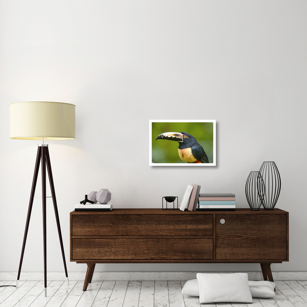 Collared Aracari, Costa Rica-Paper Art-26&quotx18"