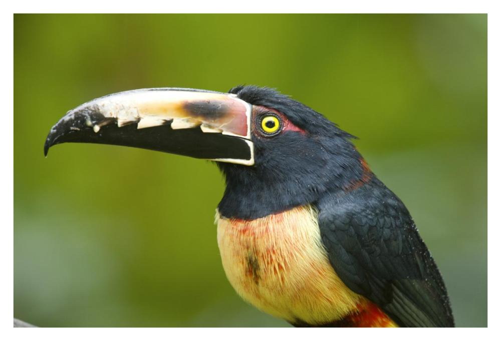 Collared Aracari, Costa Rica-Paper Art-38"x26"