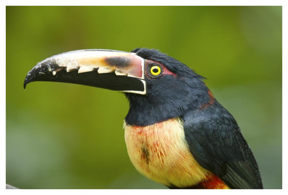 Collared Aracari, Costa Rica-Paper Art-50"x34"