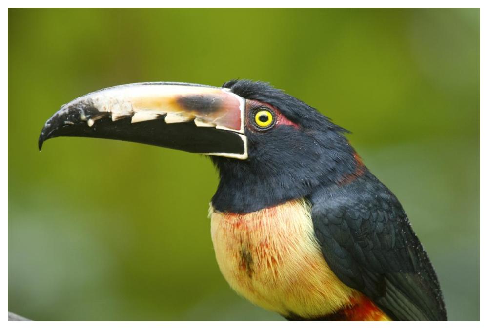 Collared Aracari, Costa Rica-Paper Art-62"x42"