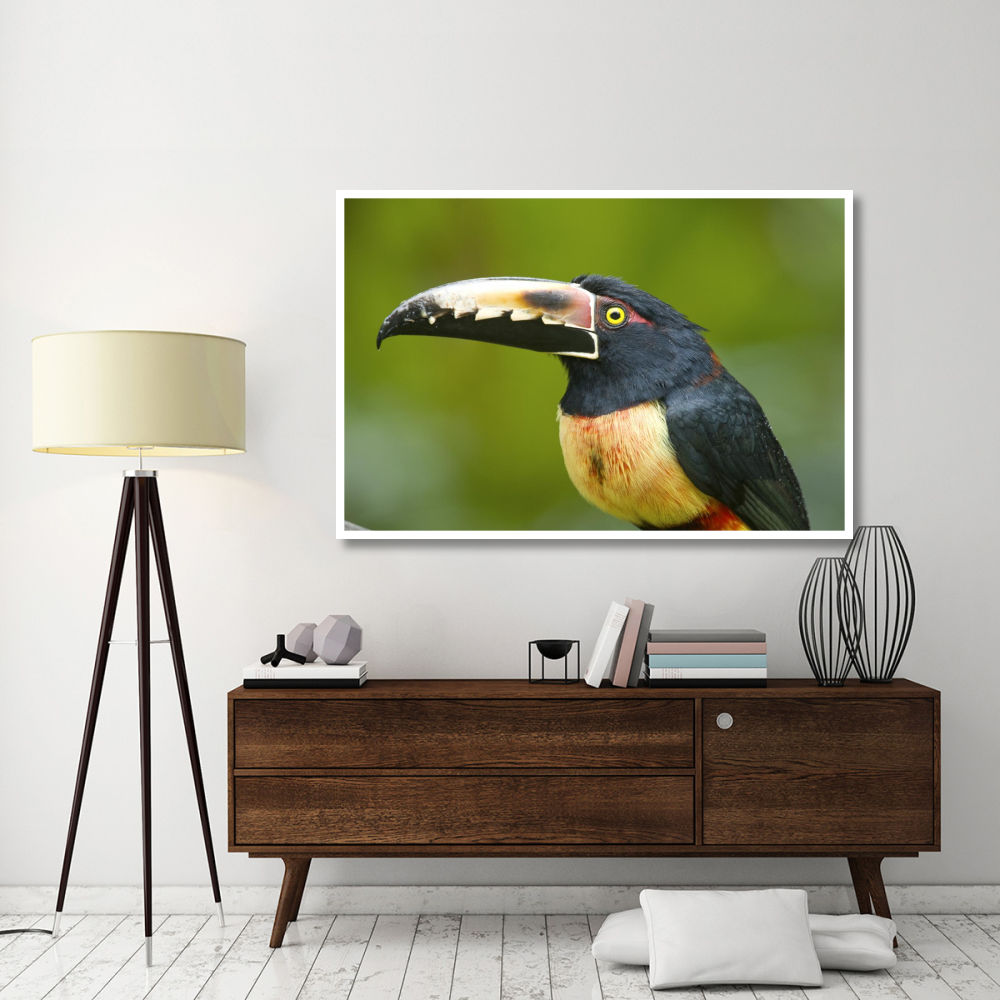 Collared Aracari, Costa Rica-Paper Art-62&quotx42"