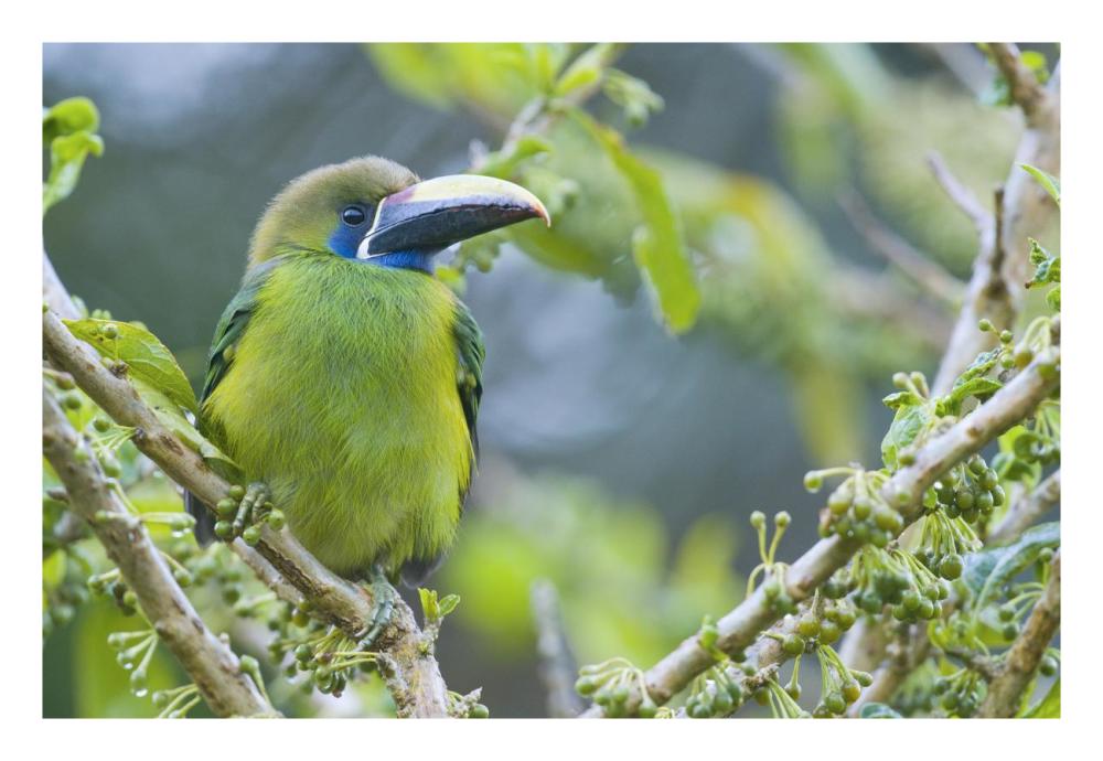 Emerald Toucanet, Costa Rica-Paper Art-26"x18"