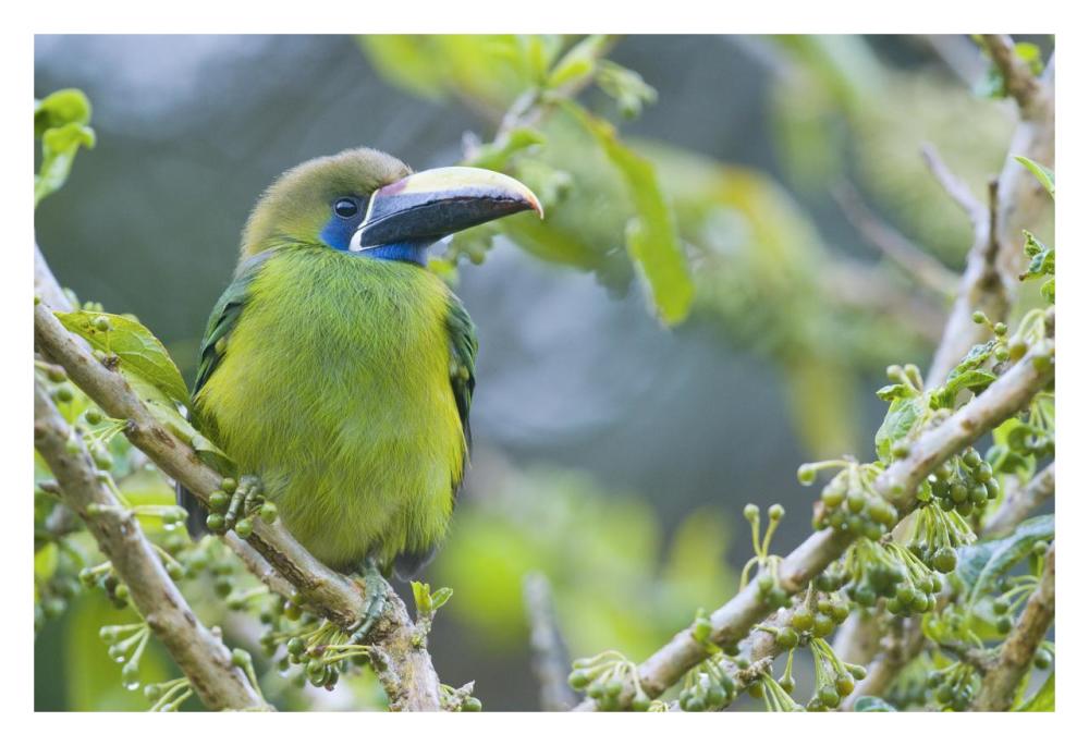 Emerald Toucanet, Costa Rica-Paper Art-32"x22"