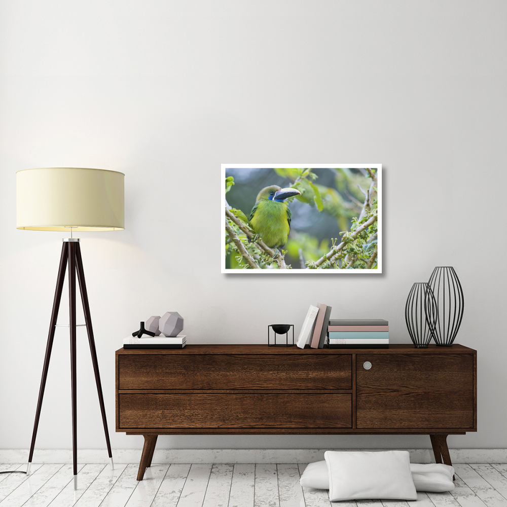 Emerald Toucanet, Costa Rica-Paper Art-38&quotx26"