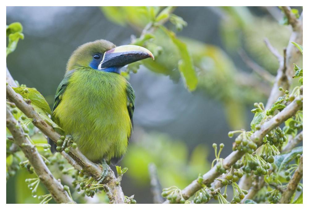Emerald Toucanet, Costa Rica-Paper Art-50"x34"