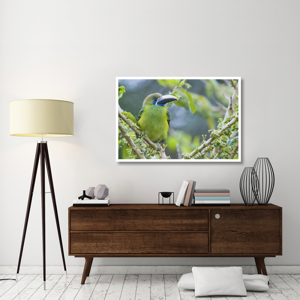 Emerald Toucanet, Costa Rica-Paper Art-50&quotx34"