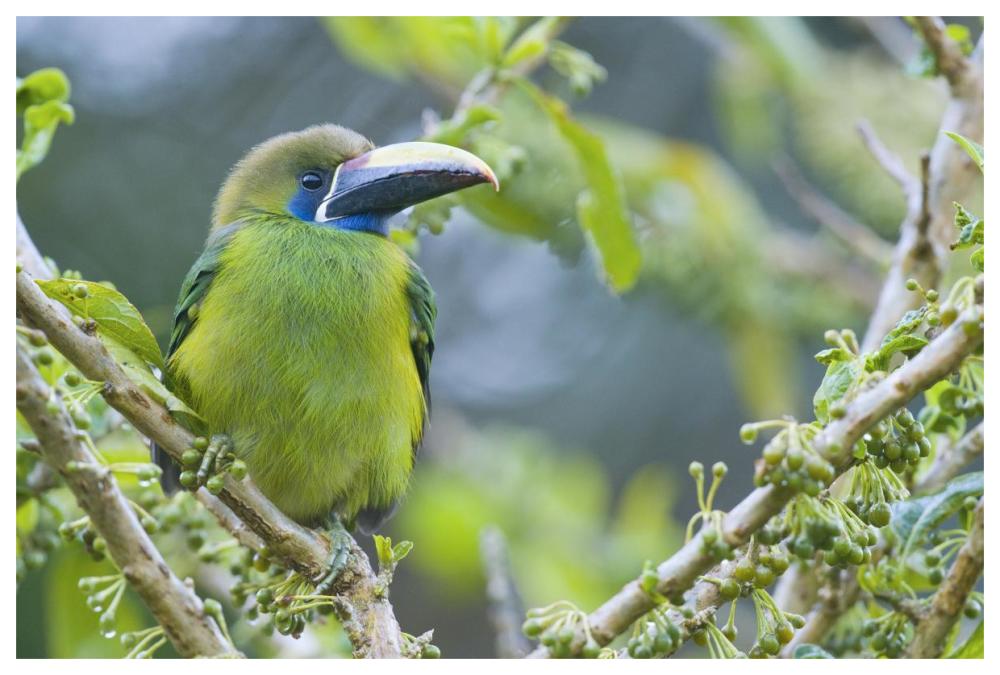 Emerald Toucanet, Costa Rica-Paper Art-62"x42"
