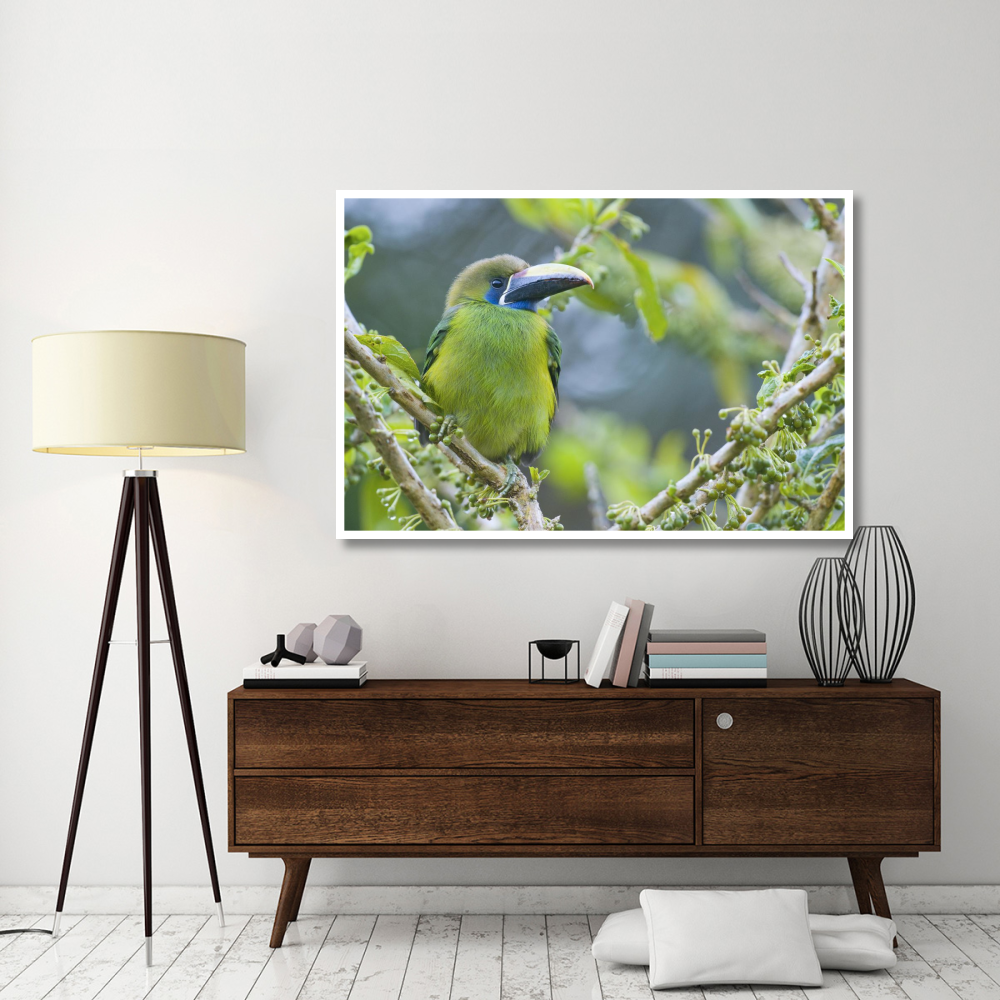 Emerald Toucanet, Costa Rica-Paper Art-62&quotx42"