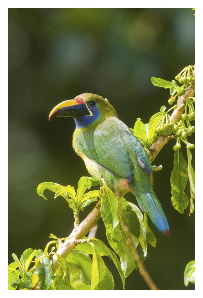 Emerald Toucanet, Costa Rica-Paper Art-14"x20"