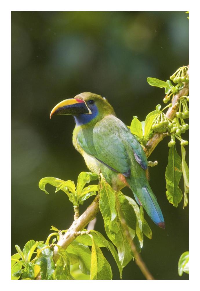 Emerald Toucanet, Costa Rica-Paper Art-18"x26"