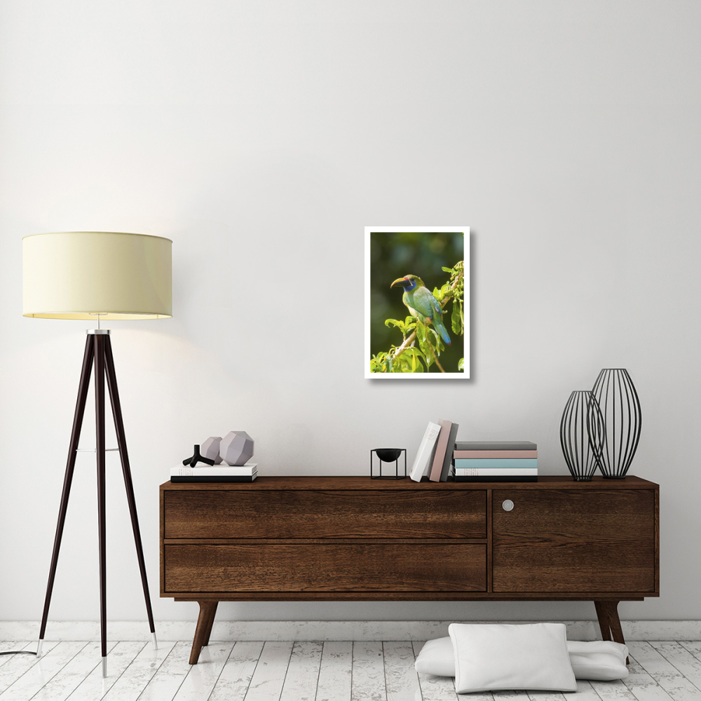 Emerald Toucanet, Costa Rica-Paper Art-18&quotx26"