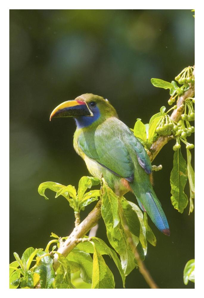 Emerald Toucanet, Costa Rica-Paper Art-22"x32"