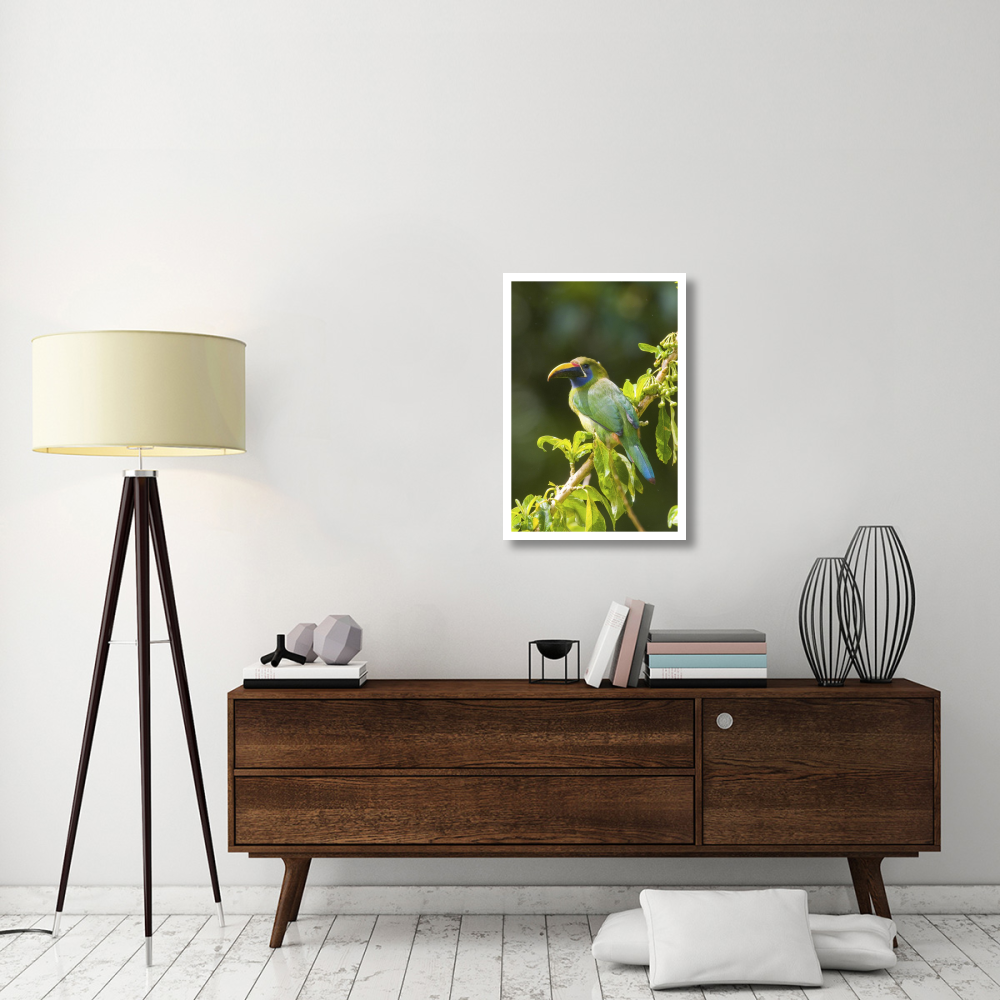 Emerald Toucanet, Costa Rica-Paper Art-22&quotx32"