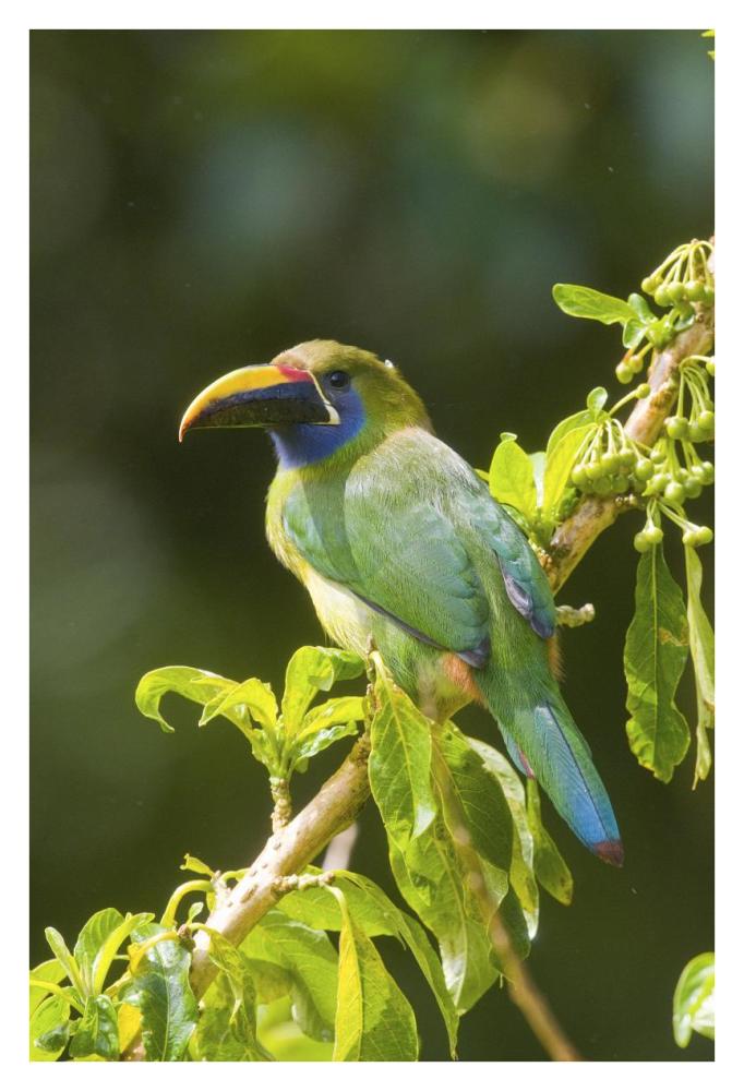 Emerald Toucanet, Costa Rica-Paper Art-26"x38"