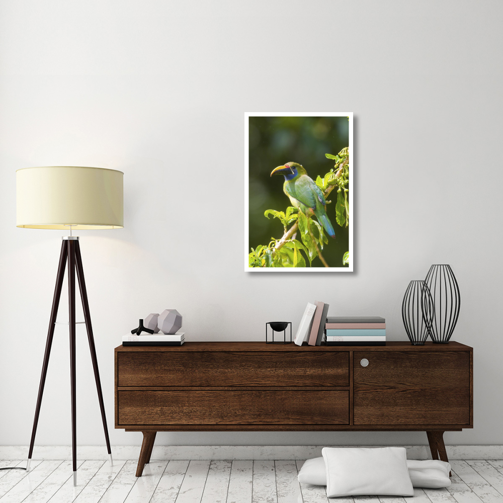 Emerald Toucanet, Costa Rica-Paper Art-26&quotx38"