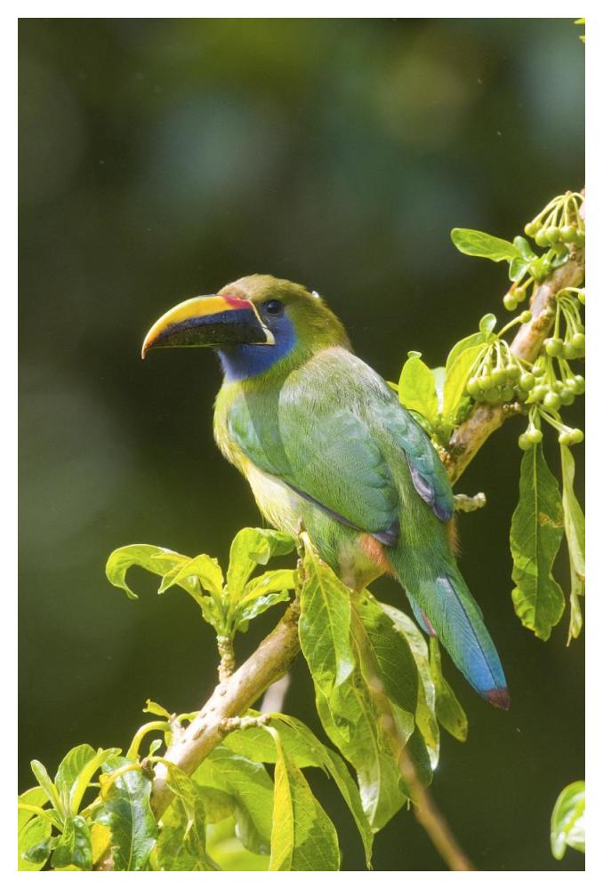 Emerald Toucanet, Costa Rica-Paper Art-34"x50"