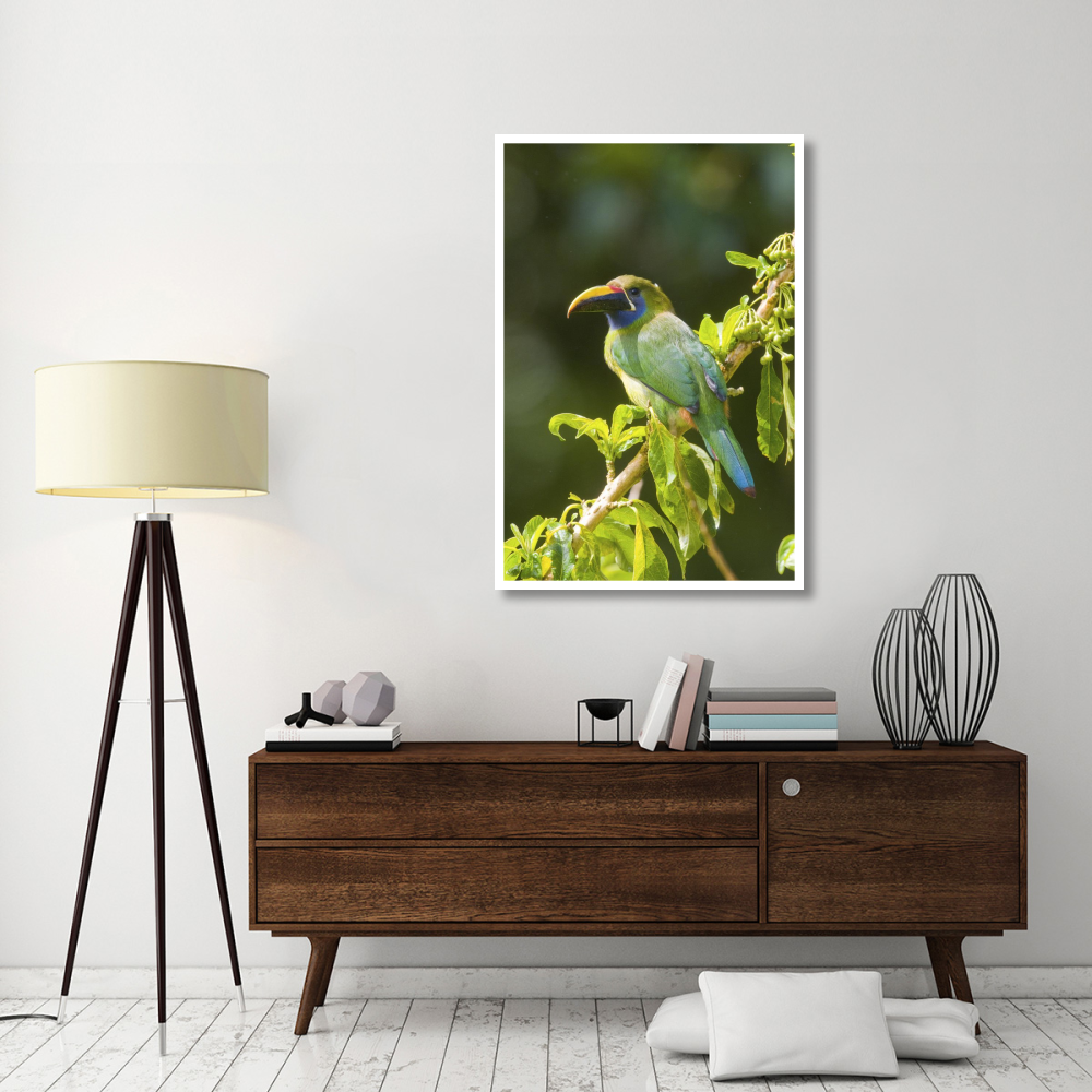 Emerald Toucanet, Costa Rica-Paper Art-34&quotx50"