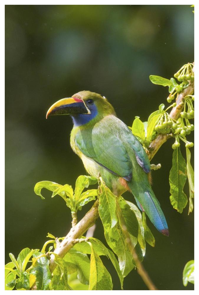 Emerald Toucanet, Costa Rica-Paper Art-42"x62"