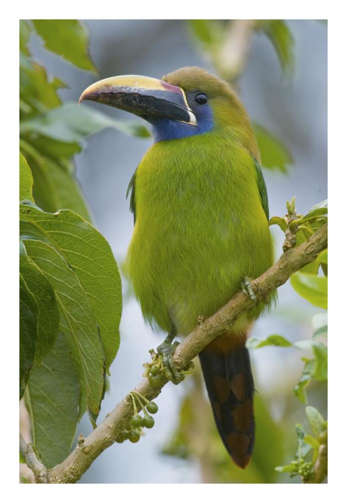 Emerald Toucanet, Costa Rica-Paper Art-18"x26"