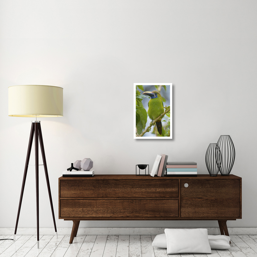 Emerald Toucanet, Costa Rica-Paper Art-18&quotx26"