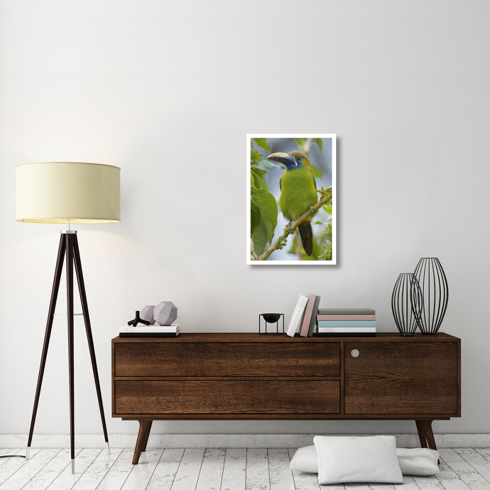 Emerald Toucanet, Costa Rica-Paper Art-22&quotx32"