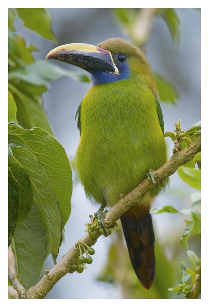 Emerald Toucanet, Costa Rica-Paper Art-26"x38"