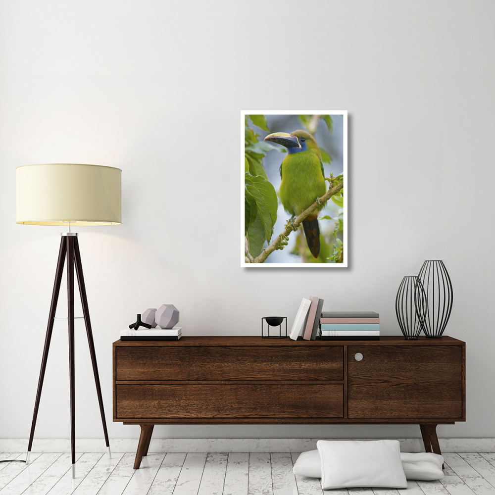 Emerald Toucanet, Costa Rica-Paper Art-26&quotx38"