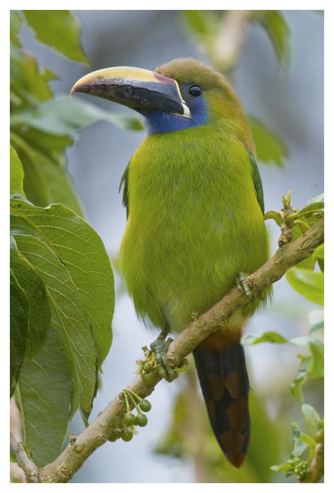 Emerald Toucanet, Costa Rica-Paper Art-34"x50"