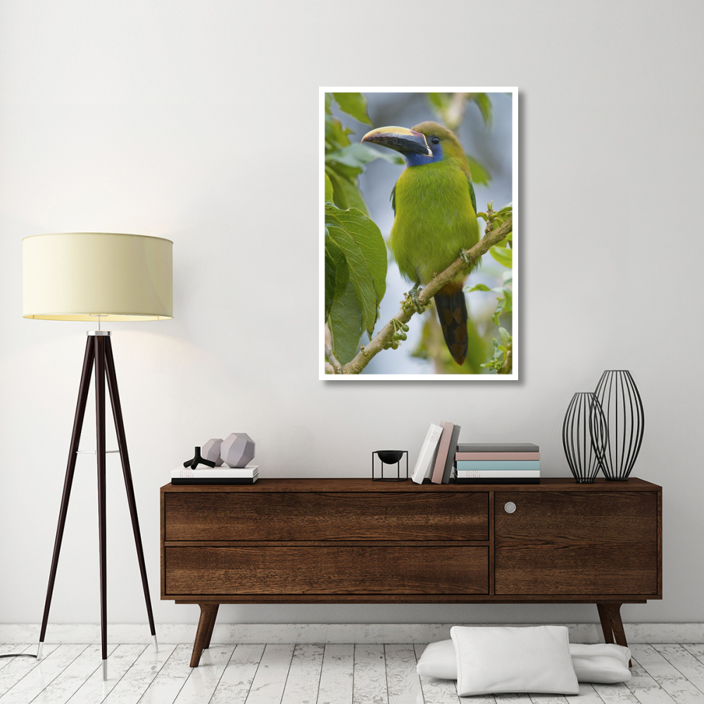 Emerald Toucanet, Costa Rica-Paper Art-34&quotx50"