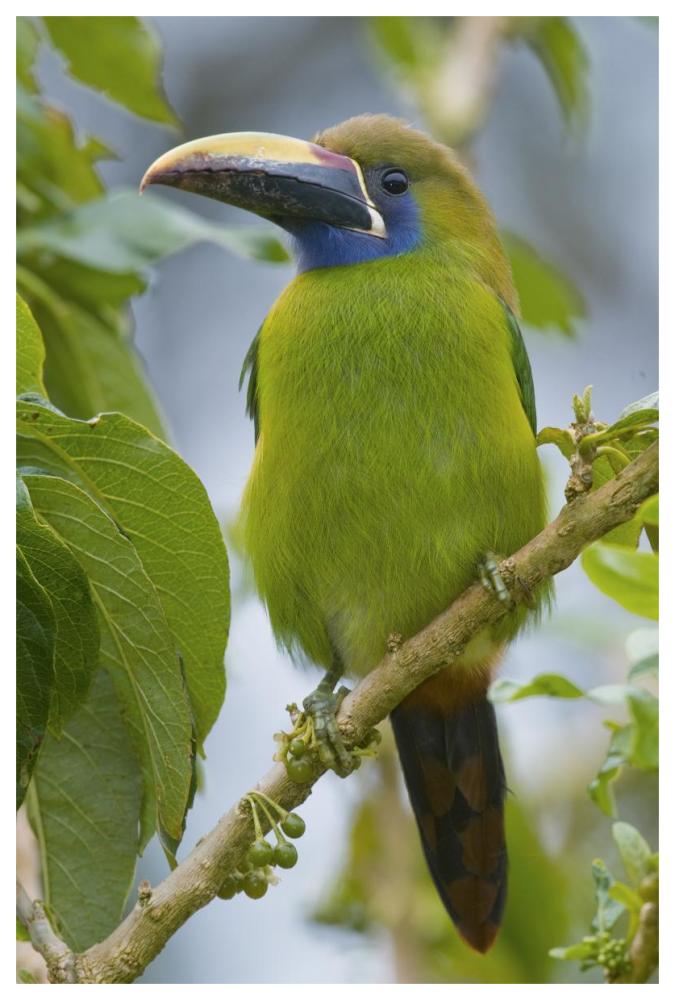 Emerald Toucanet, Costa Rica-Paper Art-42"x62"