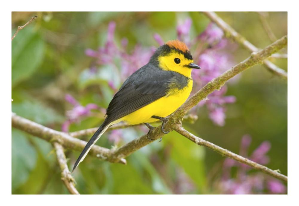 Collared Redstart, Costa Rica-Paper Art-26"x18"