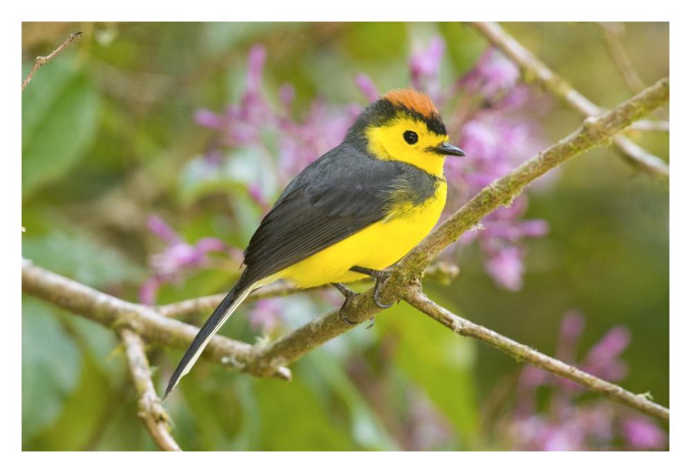 Collared Redstart, Costa Rica-Paper Art-32"x22"