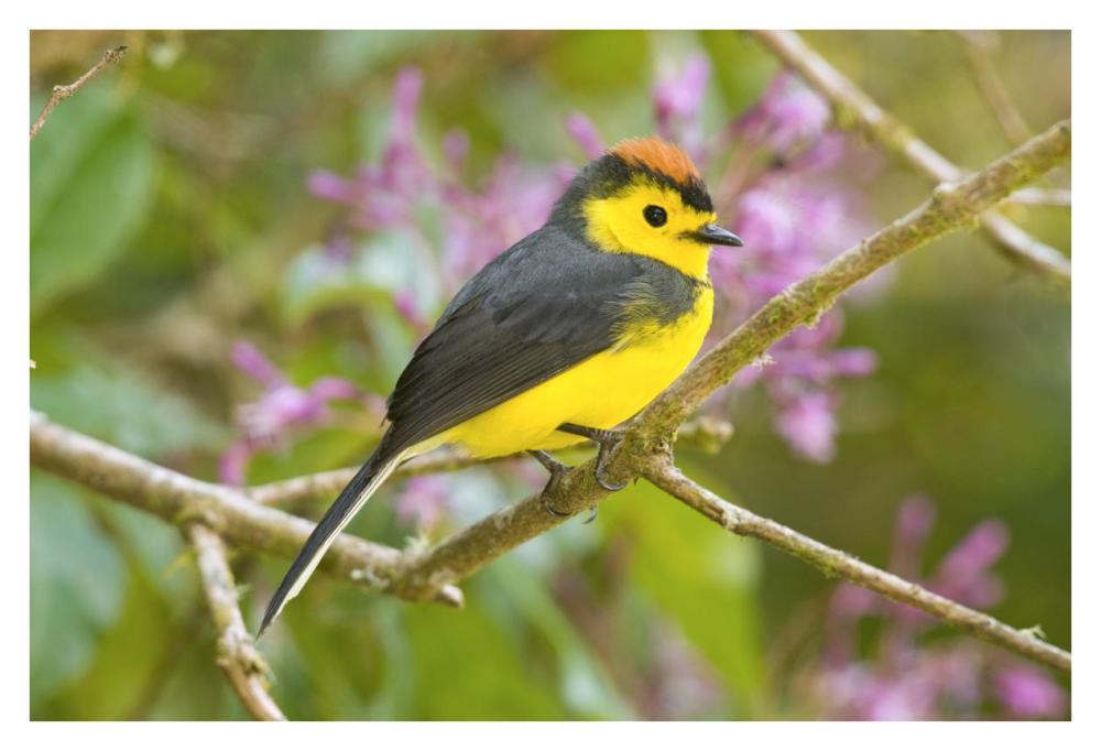 Collared Redstart, Costa Rica-Paper Art-38"x26"