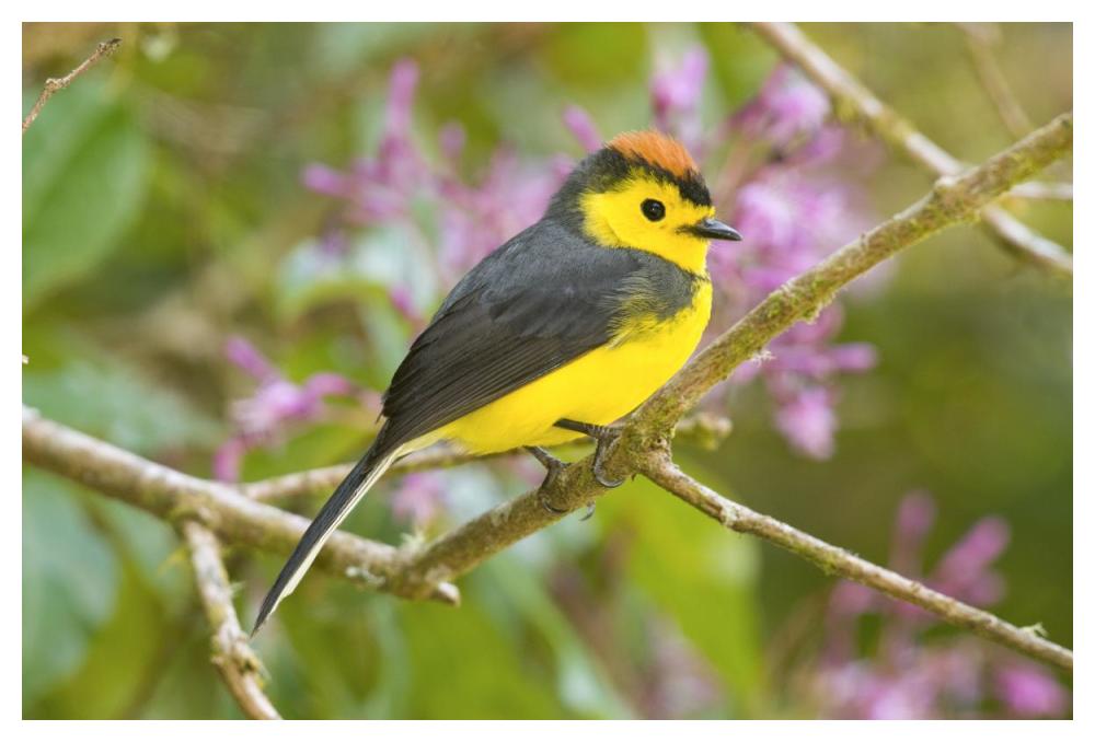 Collared Redstart, Costa Rica-Paper Art-50"x34"