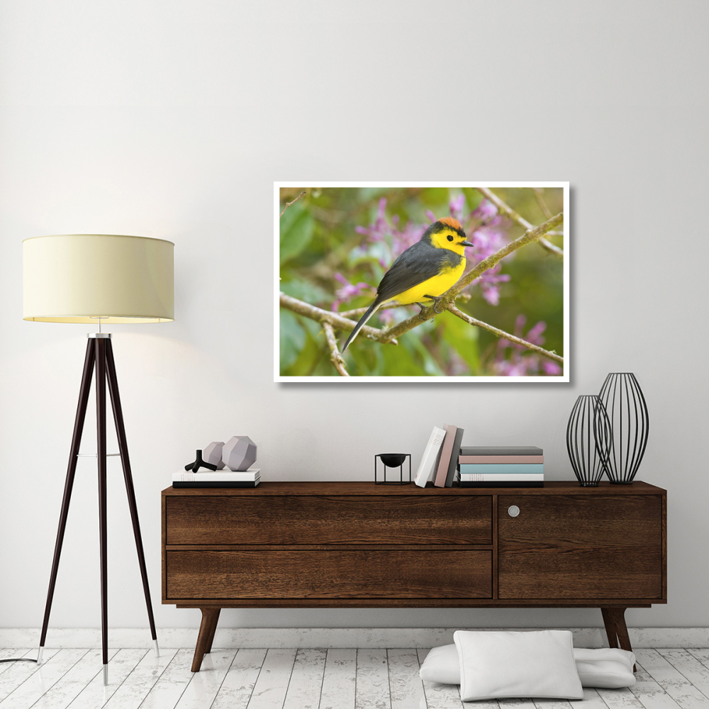 Collared Redstart, Costa Rica-Paper Art-50&quotx34"