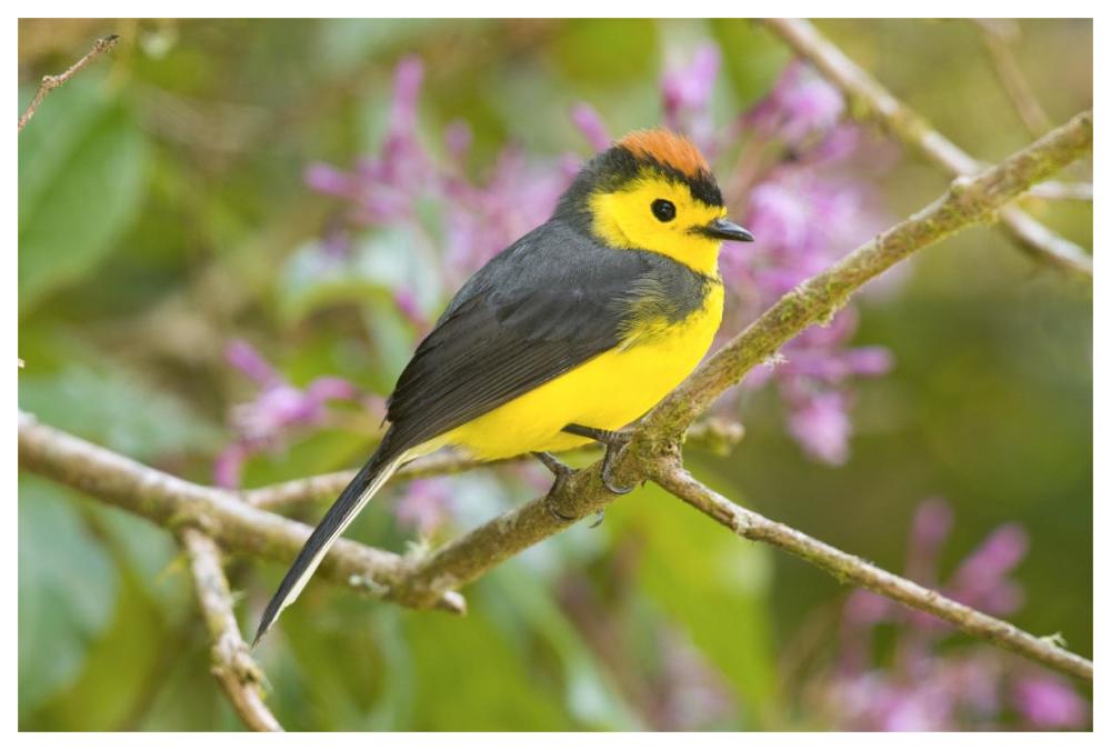 Collared Redstart, Costa Rica-Paper Art-62"x42"