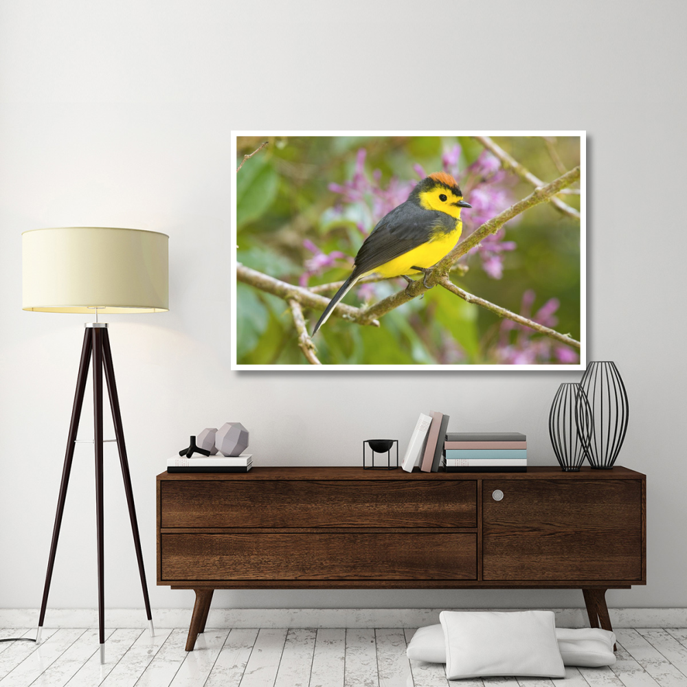 Collared Redstart, Costa Rica-Paper Art-62&quotx42"