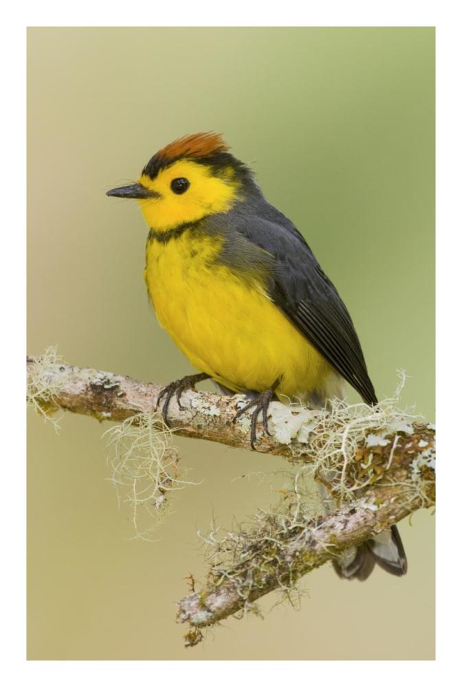 Collared Redstart, Costa Rica-Paper Art-18"x26"