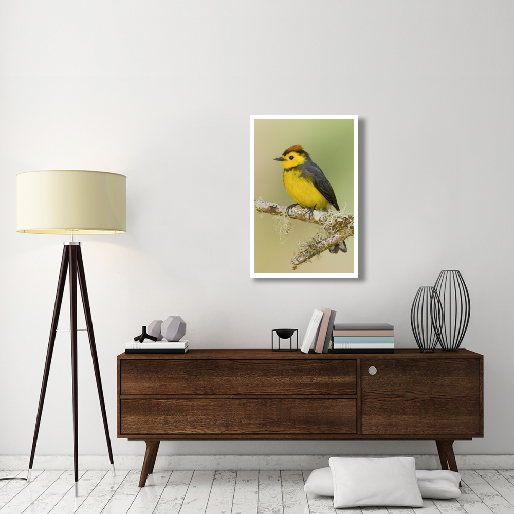 Collared Redstart, Costa Rica-Paper Art-26&quotx38"