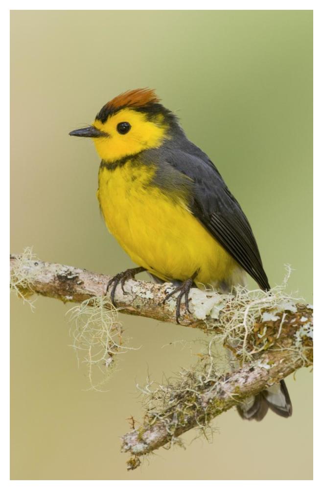 Collared Redstart, Costa Rica-Paper Art-34"x50"